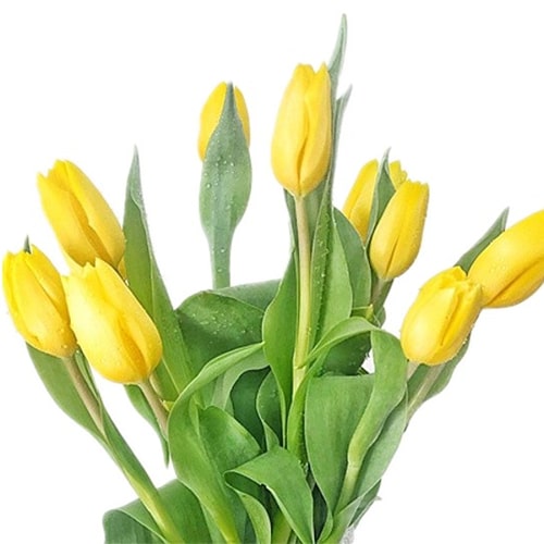 Tulip Flower Delivery